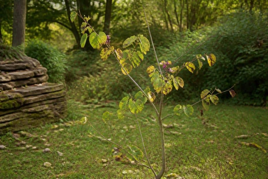découvrez les inconvénients de l'arbre de judée, notamment sa croissance lente, sa fragilité et les risques phytosanitaires associés.