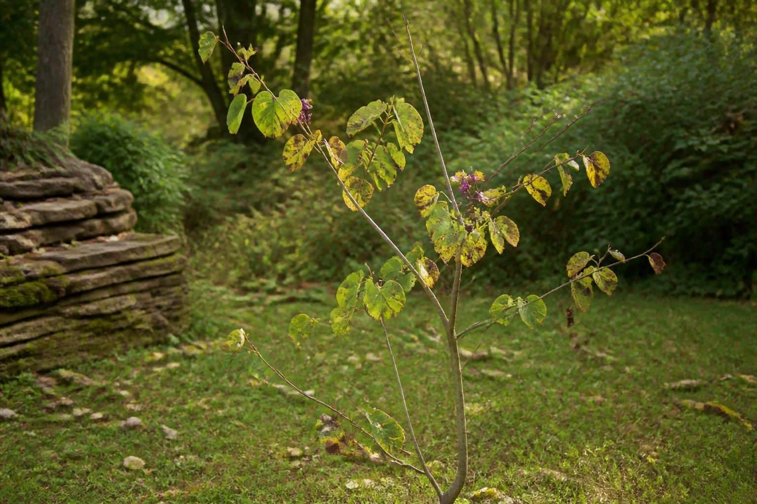 découvrez les inconvénients de l'arbre de judée, notamment sa croissance lente, sa fragilité et les risques phytosanitaires associés.
