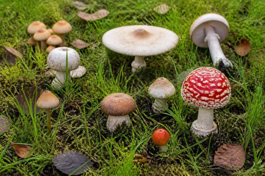 découvrez comment identifier les champignons qui poussent dans les pelouses et obtenez des conseils pratiques pour les gérer en toute sécurité.