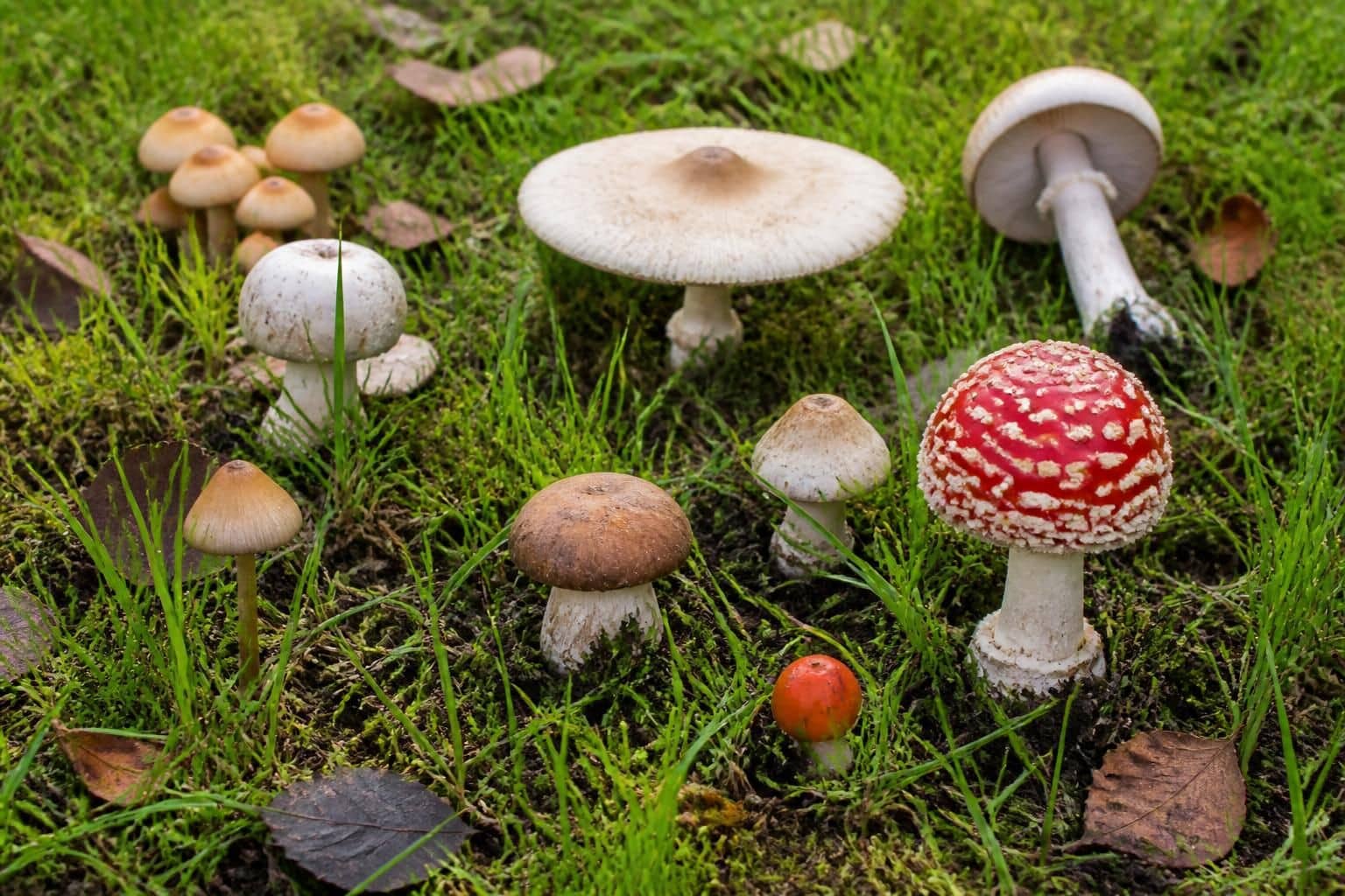 découvrez comment identifier les champignons qui poussent dans les pelouses et obtenez des conseils pratiques pour les gérer en toute sécurité.