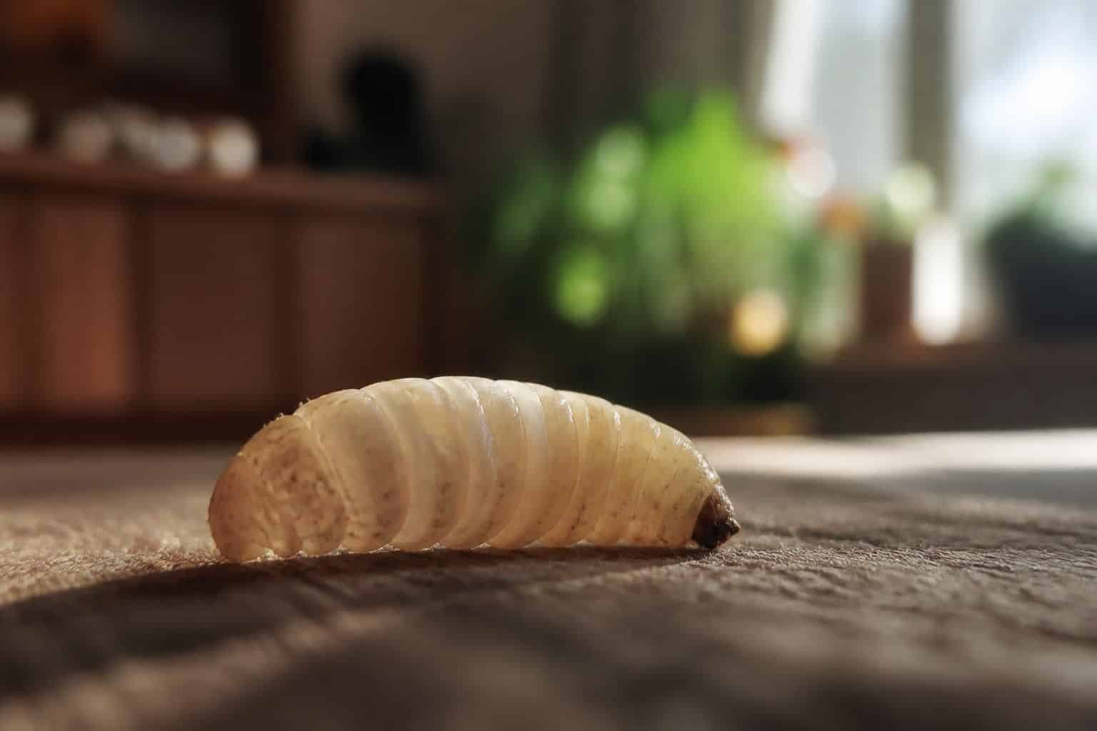 découvrez la signification spirituelle de la présence d'asticots dans la maison ainsi que les causes principales de leur apparition et comment les gérer efficacement.