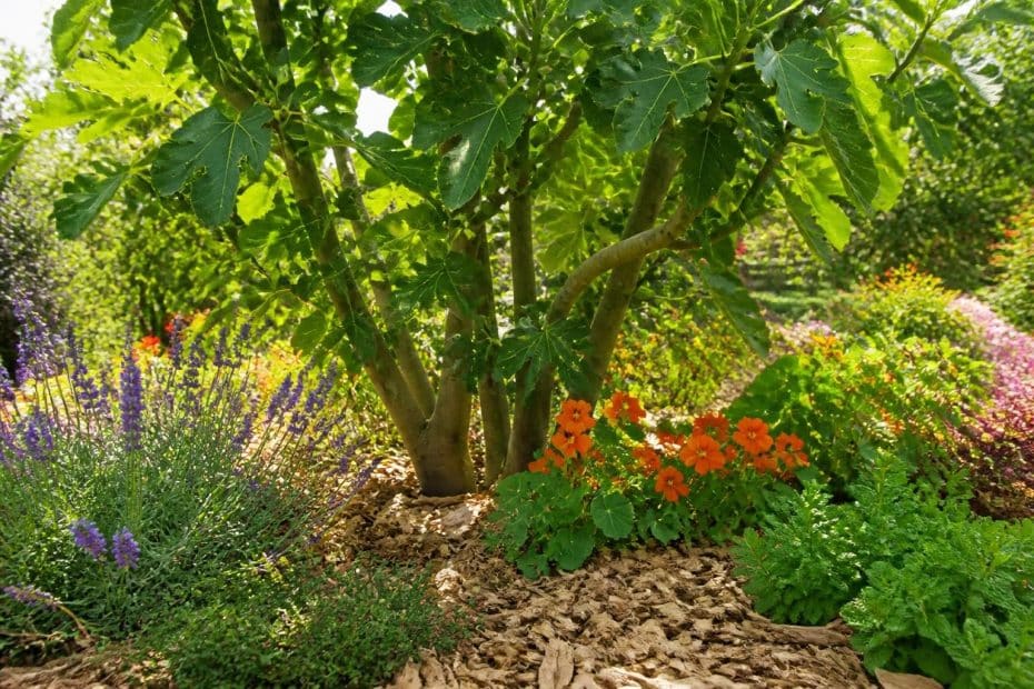 découvrez quelles plantes compagnes choisir et comment aménager le pied de votre figuier pour favoriser sa croissance et son bien-être grâce à nos conseils pratiques.