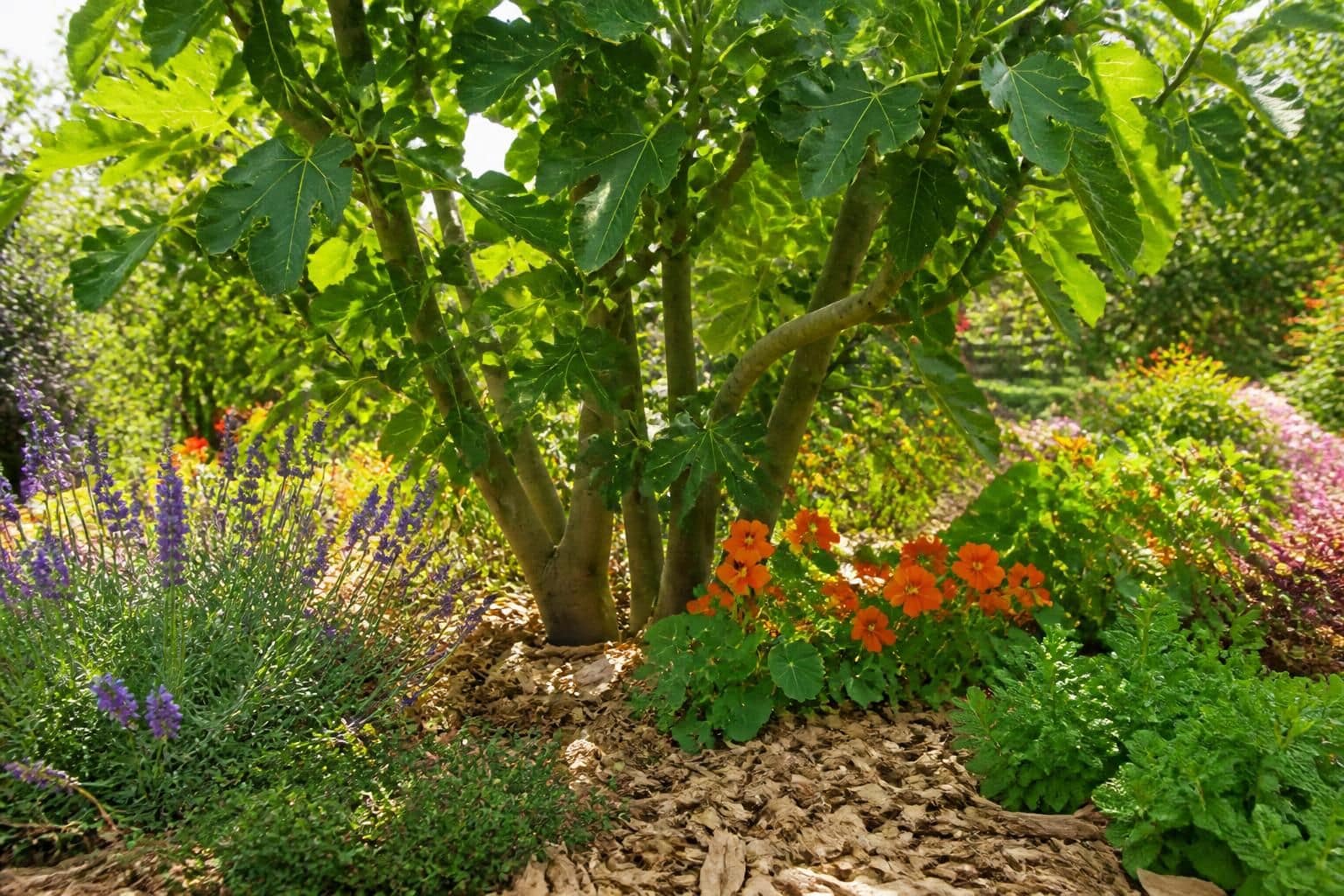 découvrez quelles plantes compagnes choisir et comment aménager le pied de votre figuier pour favoriser sa croissance et son bien-être grâce à nos conseils pratiques.