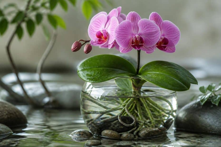 découvrez nos conseils pour cultiver une orchidée dans l'eau avec succès, sans utiliser de terre, et profitez d'une plante élégante et facile à entretenir.