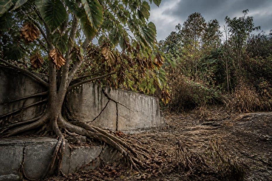découvrez les inconvénients du paulownia, ses risques et impacts environnementaux essentiels à connaître avant de planter cet arbre.