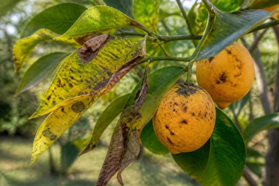 découvrez comment reconnaître les symptômes visibles des maladies du citronnier et apprenez les méthodes efficaces pour les traiter afin de préserver la santé de votre arbre.
