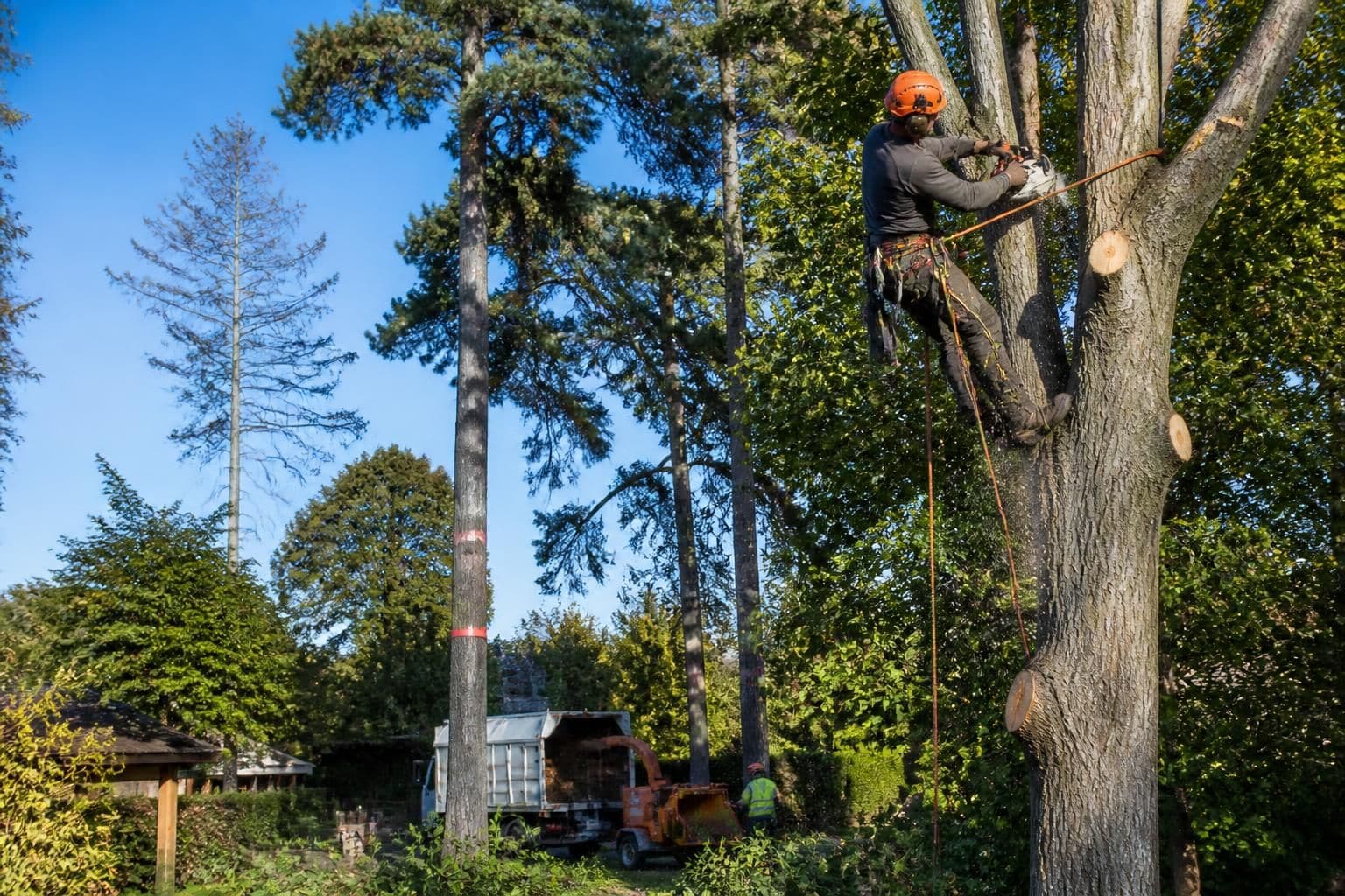 découvrez les tarifs d'élagage d'arbres pour 2026, adaptés en fonction de la hauteur et de la taille. obtenez un aperçu clair des prix pour planifier votre entretien arboricole efficacement.