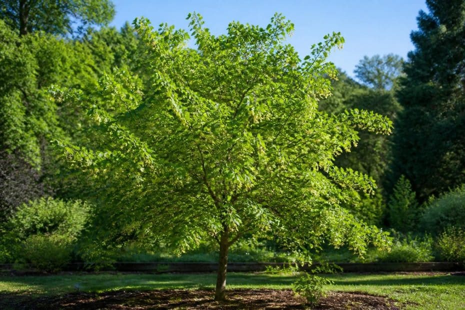 découvrez les caractéristiques et les conseils de culture du tilia henryana, le tilleul de henry, un arbre élégant apprécié pour son feuillage délicat et son adaptation facile au jardin.